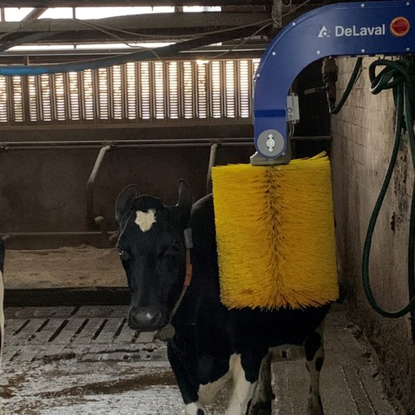 One of the cows enjoying their new brush in the Byre