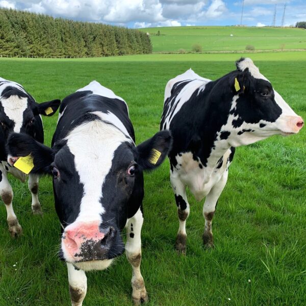 Cows enjoying the spring sun