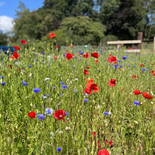 Beautiful wildflowers outside the office