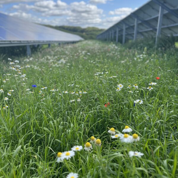 Wildflowers that were planted last year beside the solar panels - to attract bees and boost biodiversity